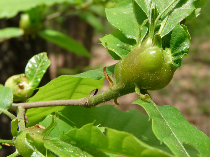 Dryocosmus kuriphilus